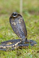 Framed Close-up of an Egyptian cobra (Heloderma horridum) rearing up, Lake Victoria, Uganda