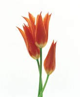 Framed Orange Flowers against White Background