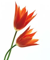 Framed Pair of Orange Flowers