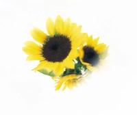 Framed Close Up Of Sunflower Head