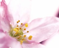 Framed Extreme close up of cherry blossom