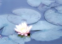 Framed Pink Flower in Pond, Lotus