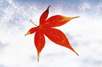Framed Red Maple Leaf against White Background