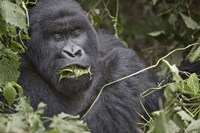 Framed Close-up of a Mountain gorilla (Gorilla beringei beringei) eating leaf, Rwanda
