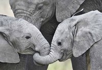 Framed African elephant calves (Loxodonta africana) holding trunks, Tanzania