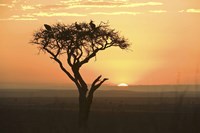 Framed Sunrise over a landscape, Kenya