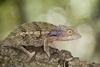 Framed Close-up of a chameleon on a branch, Madagascar