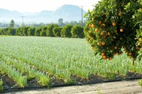 Framed Oranges on a tree with onions crop in the background, California, USA