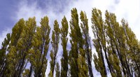 Framed Low angle view of trees, Aspens, Estancia Punta Del Monte, Aysen Region, Patagonia, Chile