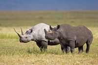 Framed Side profile of two Black rhinoceroses standing in a field, Ngorongoro Crater, Ngorongoro Conservation Area, Tanzania