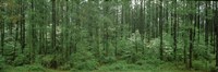 Framed Flowering Dogwood (Cornus florida) trees in a forest, Alaska, USA