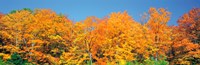 Framed Trees Autumn Ontario Canada