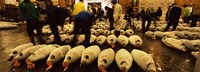 Framed People examining tuna in a fish auction, Tsukiji Fish Market, Tsukiji, Tokyo Prefecture, Kanto Region, Honshu, Japan