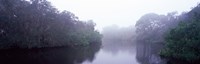 Framed Early morning fog on a creek, South Creek, Oscar Scherer State Park, Osprey, Sarasota County, Florida, USA