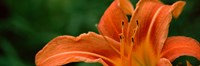 Framed Close-up of Orange Daylily (Hemerocallis fulva)