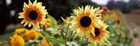 Framed Close-up of Sunflowers (Helianthus annuus)