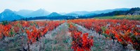 Framed Vineyards in autumn, Provence-Alpes-Cote d'Azur, France
