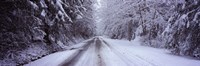 Framed Snow covered road passing through a forest, Fidalgo Island, Skagit County, Washington State