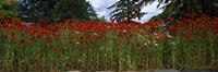 Framed Flanders field poppies (Papaver rhoeas) in a field, Anacortes, Fidalgo Island, Skagit County, Washington State