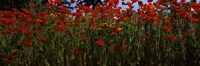 Framed Close up of  poppies in a field, Anacortes, Fidalgo Island, Washington State