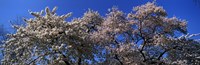 Framed Top of a Cherry blossom, St. James's Park, London, England