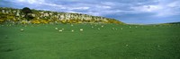 Framed Flock of sheep at Howick Scar Farm, Northumberland, England