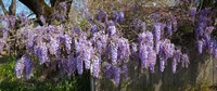 Framed Wisteria flowers in bloom, Sonoma, California, USA