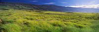 Framed Grassland, Kula, Maui, Hawaii, USA
