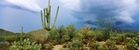 Framed Cacti growing at Saguaro National Park, Tucson, Arizona