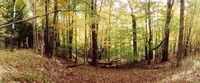 Framed Forest, Kaaterskill Falls area, Catskill Mountains, New York State