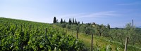 Framed Vineyard, Tuscany, Italy