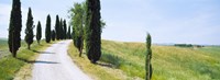 Framed Cypress trees along farm road, Tuscany, Italy