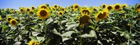 Framed Sunflower field, California, USA