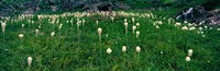 Framed Beargrass (Xerophyllum tenax) on a landscape, US Glacier National Park, Montana