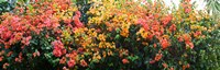 Framed Bougainvillea flowers in garden, St. John, US Virgin Islands