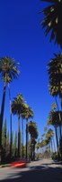 Framed Palm trees along a road, Beverly Hills, Los Angeles County, California, USA