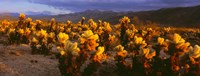 Framed Cholla cactus at sunset, Joshua Tree National Park, California