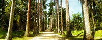Framed Trees both sides of a garden path, Jardim Botanico, Zona Sul, Rio de Janeiro, Brazil