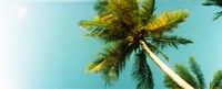 Framed Low angle view of palm tree, Morro De Sao Paulo, Tinhare, Cairu, Bahia, Brazil