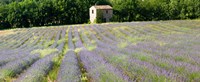 Framed Barn in the lavender field, Luberon, Provence, France