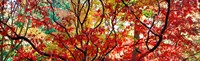 Framed Sunlight Through Autumn leaves, Gloucestershire, England