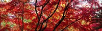 Framed Autumn Leaves, Gloucestershire, England