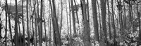 Framed Aspen tree trunks in black and white, Colorado, USA