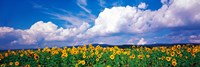 Framed Fields of sunflowers Rudesheim vicinity Germany