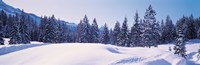 Framed Snowy Field & Trees Oberjoch Germany