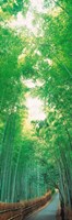 Framed Path Flanked by Green Trees, Sagano Kyoto Japan