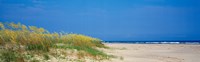 Framed Sea oat grass on the beach, Charleston, South Carolina, USA