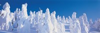 Framed Snow Covered Trees, Zao Yamagata Japan