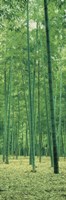 Framed Bamboo Forest Nagaokakyo Kyoto Japan