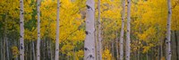 Framed Aspen Trees in Telluride, Colorado